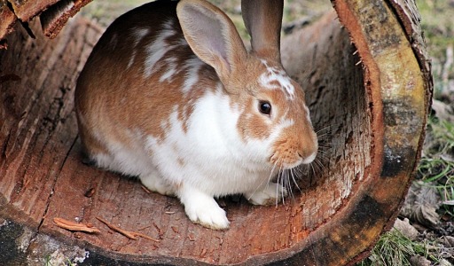 inschakelen Samenwerking lineair Aan welke eisen moet een konijnenren voldoen?